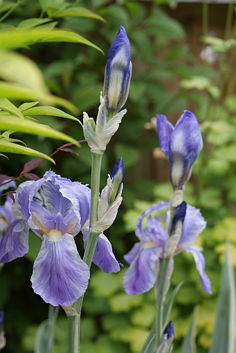 Iris 'Jane Phillips', in flower and in bud, small accents in the planting