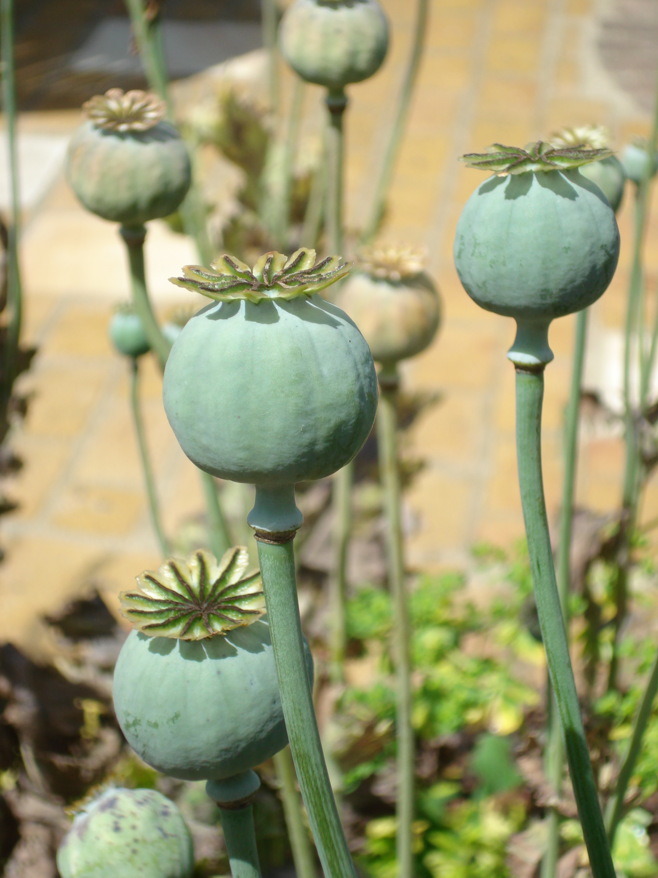 Naturally self-seeding poppies have stunning seed heads after flowering