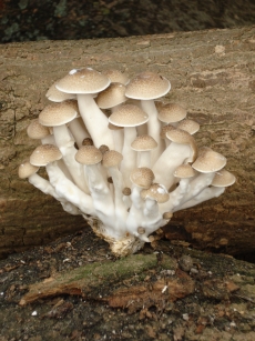 mushroom 016