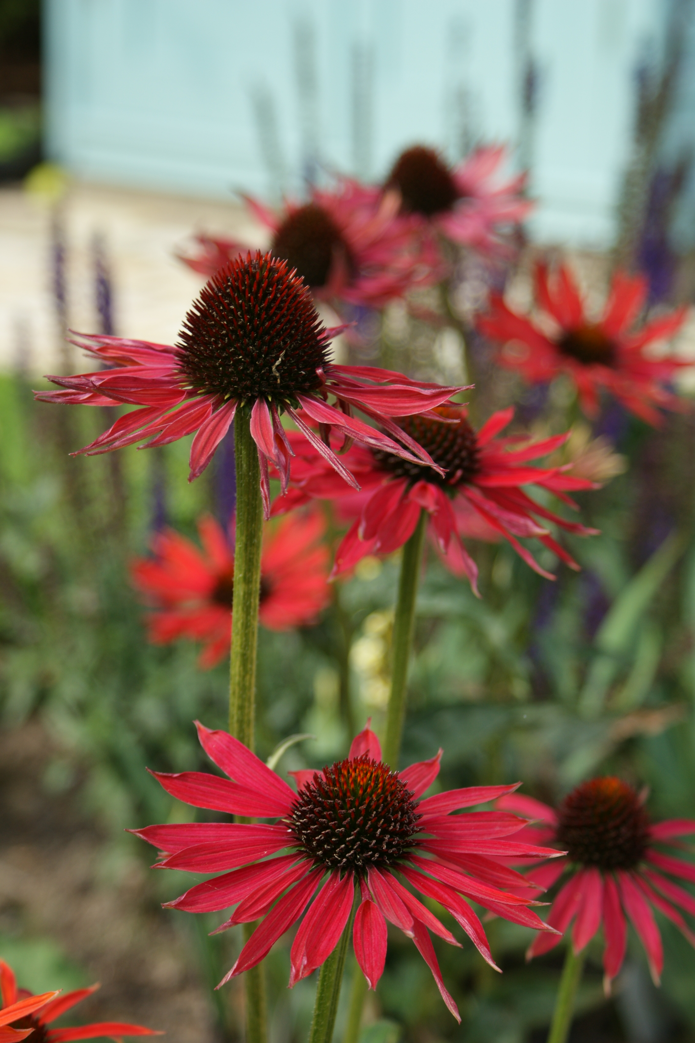 Summer colour Echinaceas