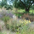 Tall perennials mix with swaying grasses with the meadow beyond