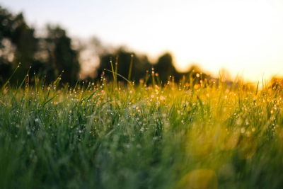 Cultivating Sustainability: A Guide to Growing Grass from Seed in a Eco-Friendly Garden