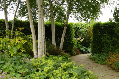 Essential Trees for Small Gardens: Screening, Beauty, and Seasonal Colour